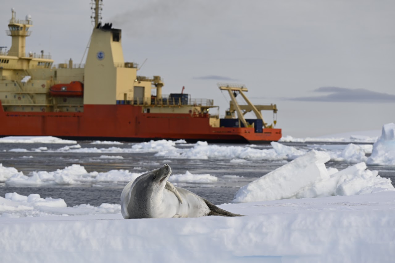 A seal on sea ice in West Antarctica, with Nathaniel B. Palmer in the background